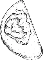 Illustration tartine paté